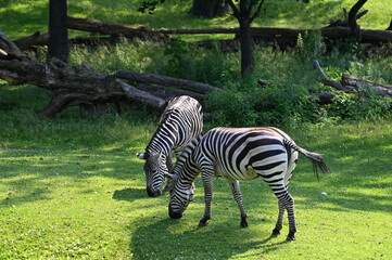 zebra eating grass