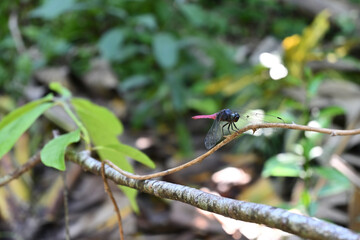 A male crimson tailed marsh hawk dragonfly sat on top of a vine stem