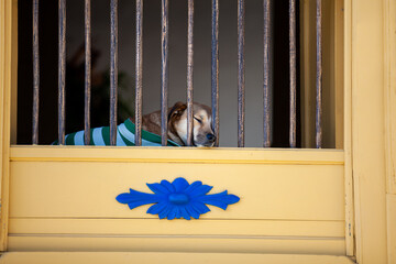 Cute dog sleeping next to the window of one the colonial houses at the streets of the Heritage Town...