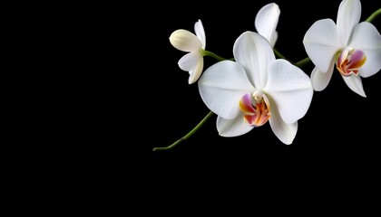 Elegant white orchid blossom isolated on pure black background, symbol, image