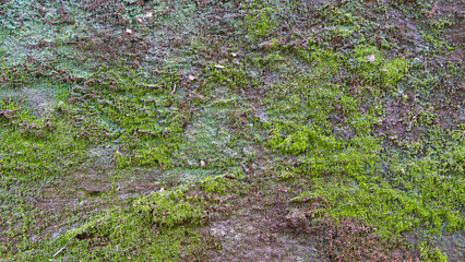 Close-up textural view shows the intricate growth of moss and organic matter on a rough surface.