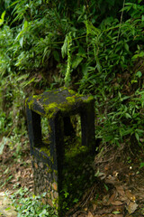 Stone structure covered in moss stands amidst lush greenery in an overgrown forest scene