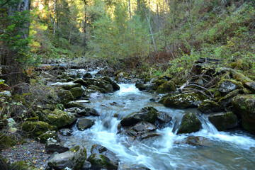 A stormy mountain stream flows through a dense forest on an early autumn morning.