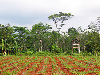 View of a farm on a sunny day with a tower house. 