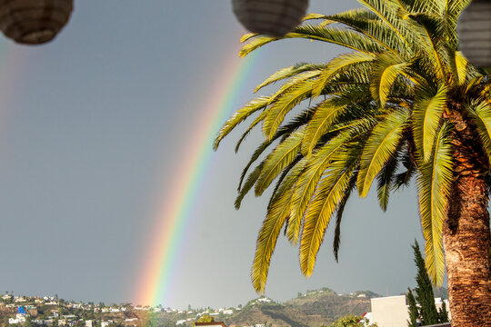 California Palm Tree and Rainbow in Front of Hollywood Hills