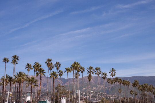 Palm Trees and Mountains from the Santa Barbara Coast