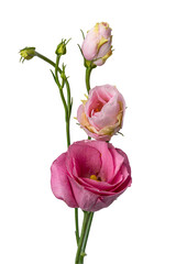 High Quality PNG of lisianthus flower with buds on white background.