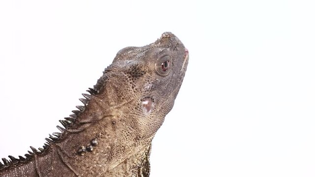 Close-Up of Hydrosaurus Amboinensis Against White Background