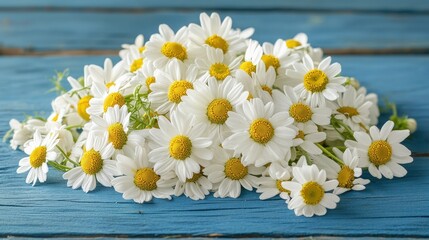Obraz premium Close-up of daisy flowers with white petals and yellow centers on a blue wood surface. Use this cheerful image to portray spring, summer, joy, or a fresh new beginning.