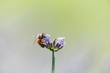 ラベンダーの花で集密するミツバチ