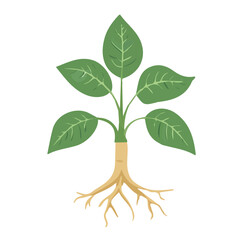 My Simple flat 2D illustration of a icon ashwagandha root isolated on a white background, vector 2D design, icon, flat 2d illustration art, Eps format, My vector design