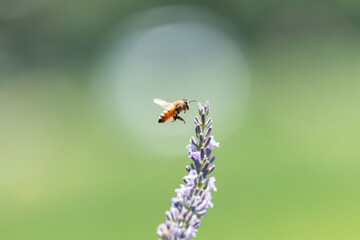 ラベンダーの花で集密するミツバチ