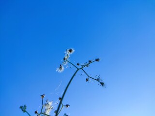 This image captures a delicate plant with small white seed heads swaying gently against a vibrant...