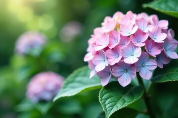Fototapeta premium Delicate hydrangea bush with soft pink petals and blue tinted leaves, swaying gently in the breeze , blue, hydrangea