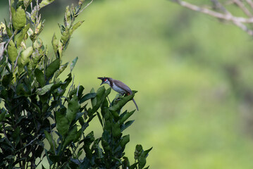 A vibrant Red whiskered Bulbul perched amidst lush green foliage, with its red cheek patch and pointed crest and the background is blurred with lush green. 