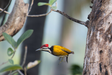 A vibrant Black rumped flameback woodpecker in mid flight from the  trunk of a tree in a lush forest. It is it natural habitat, against a softly blurred green background.