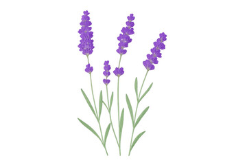 Obraz premium Purple lavender blossoming against transparent backdrop, showcasing delicate petals and verdant stems in crisp, clean composition