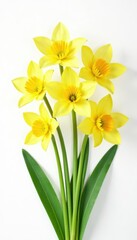 Bright yellow flowers, green stems, white background , yellow flowers, detail, macro