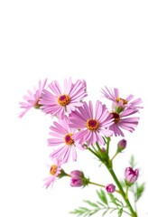 Delicate pink aster flower blossoms isolated on pure white background, floral design, background