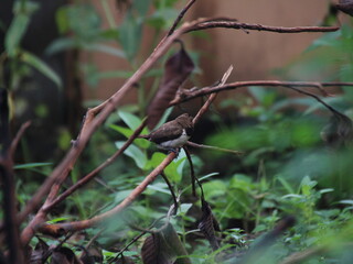 burung pipit di dahan