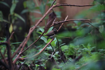 Fototapeta premium bird on a branch