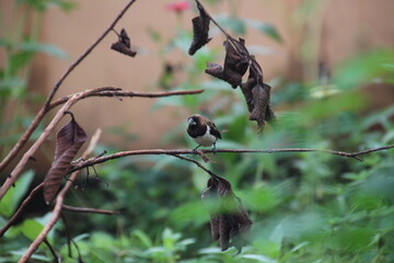 great tit on a branch