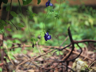 wild flowers in the forest