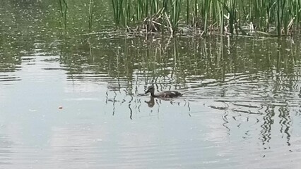 A duck swims on a small lake near reed beds on a sunny summer day.