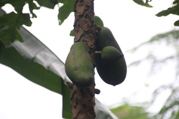 pohon pepaya
