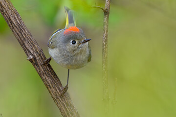 Ruby-crowned Kinglet