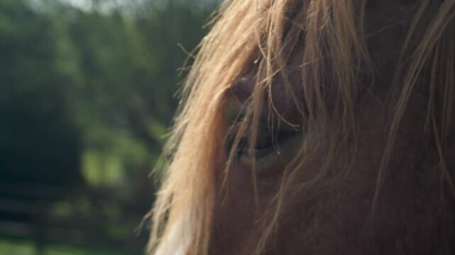 Majestic Horse: Detailed Shot of Eye, Lashes, and Forelock