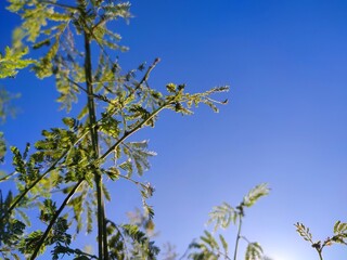 This image showcases the delicate green leaves of a plant, possibly a type of acacia or mimosa, reaching up toward a bright blue sky. The sunlight filters through the fine leaflets, creating a fresh a