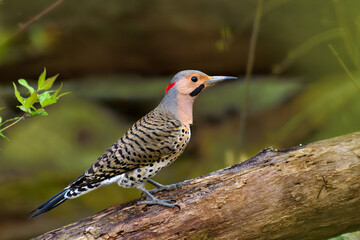 Northern Flicker