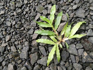 A single grass grows on the split rocks.