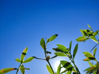 This image features a small plant with slender green leaves and a tiny white flower, set against a bright, cloudless blue sky. The sunlight shines softly from behind the plant, creating a radiant and 