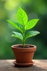 Lush Green Sprouts Emerging from a Charming Flower Pot A Vibrant SpringSummer Scene for Blogs, Websites & Home Decor