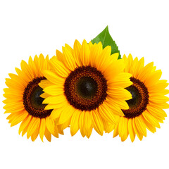 Naklejka premium Sunflower flowers isolated on transparent background, Yellow flower isolated Photo summer flowers, png