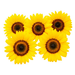 Obraz premium Sunflower flowers isolated on transparent background, Yellow flower isolated Photo summer flowers, png 