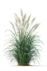 Fototapeta premium Lush green fountain grass with arching blades and feathery plumes creates vibrant display