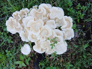 Clumps of wild white mushrooms grow among the grass.
