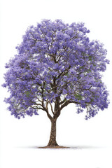 Obraz premium Jacaranda tree in full bloom showcases vibrant purple flowers, creating stunning visual impact