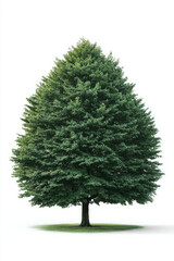 Lush green beech tree summer, full shape, isolated white background, symbolizing nature beauty