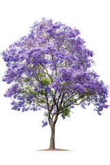 Medium jacaranda tree with vibrant purple blossoms stands isolated against white background