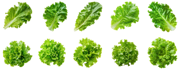 A collection of green lettuce leaves on a transparent background