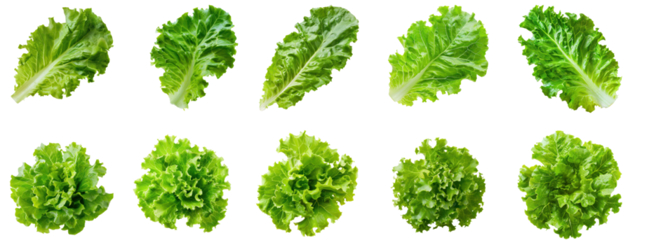 A collection of green lettuce leaves on a transparent background