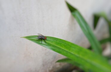 Flies perched on the tips of the leaves.