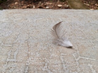 Bird feathers fall on a outdoor cement background.