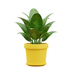 Decorative green houseplant with broad shiny leaves growing in yellow pot for interior design element, isolated on a transparent background, png, cutout