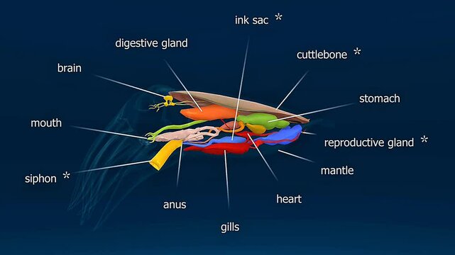 Common cuttlefish internal organs anatomy.