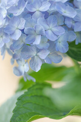 あじさいの花